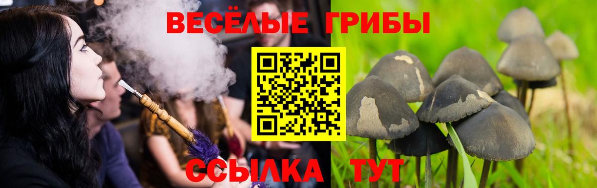 где найти   Вход с VPN  Галлюциногенные грибы мицелий  Великий Новгород  Псилоцибиновые грибы GOLDEN TEACHER 